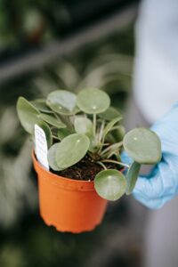 money plants in workspaces