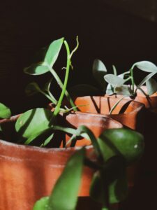 money plant benefits