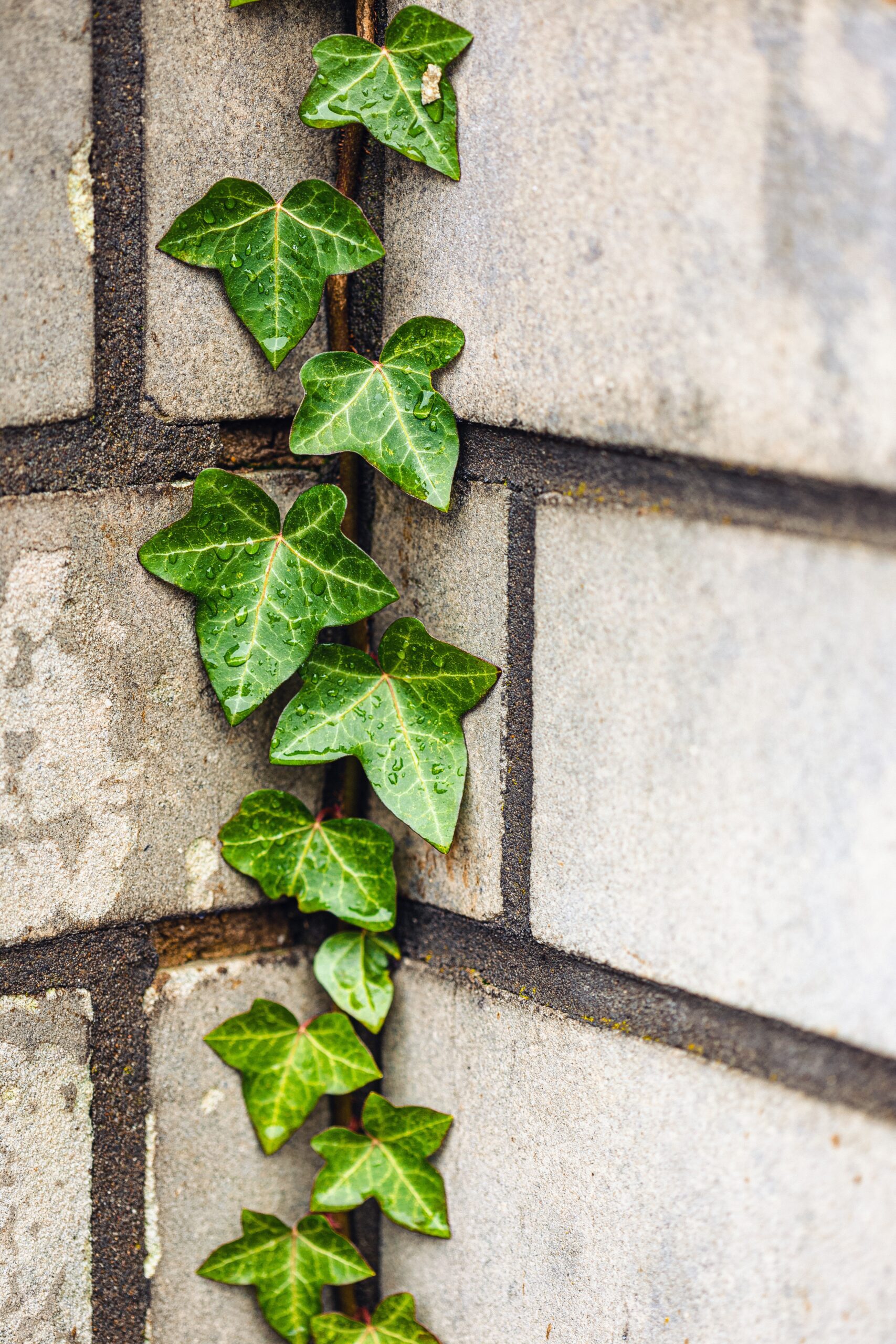 outdoor ivy plants