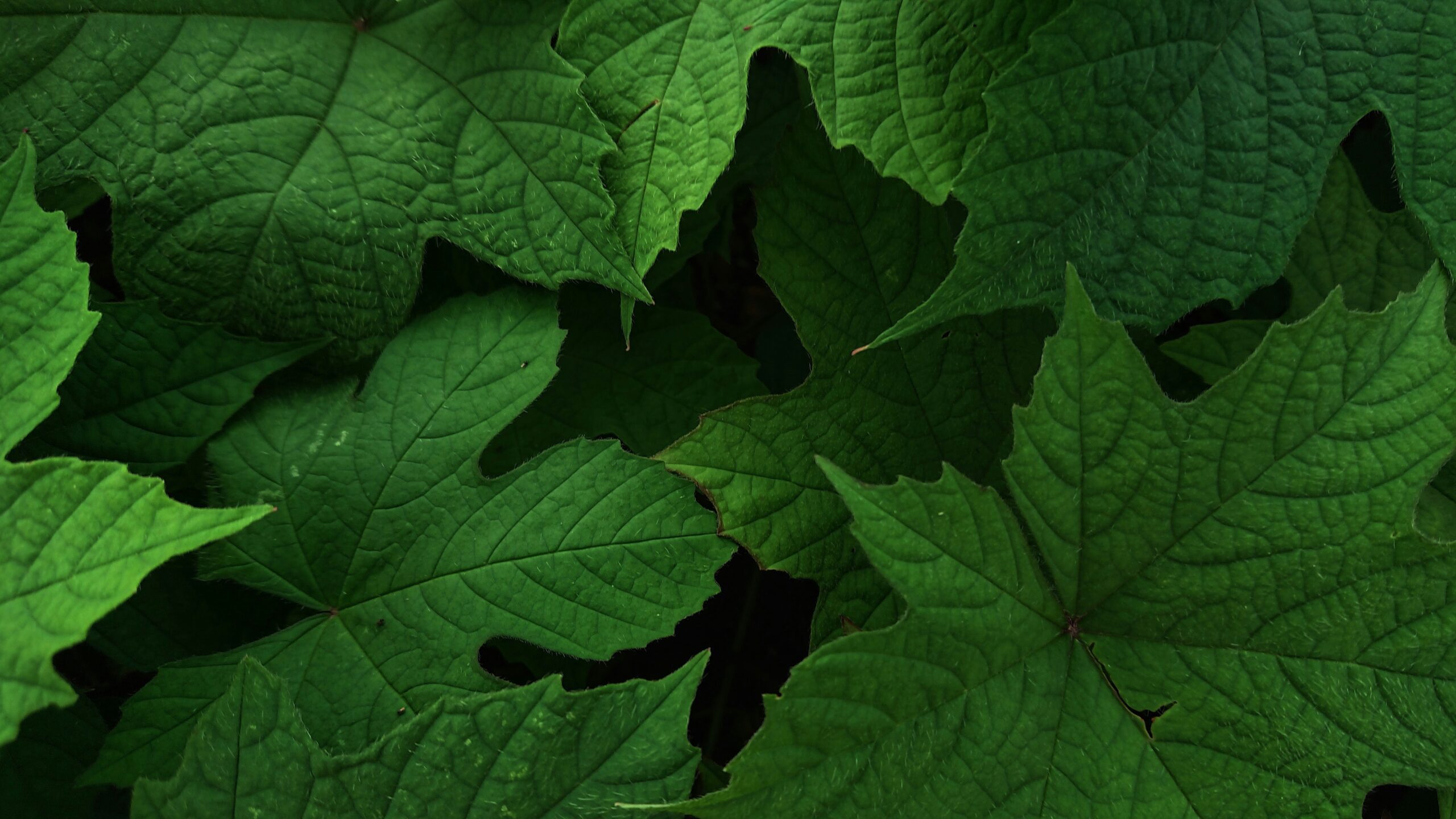 big leaf indoor plants