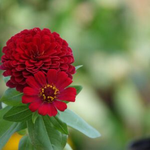 Zinnia