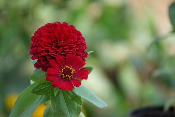 Zinnia
