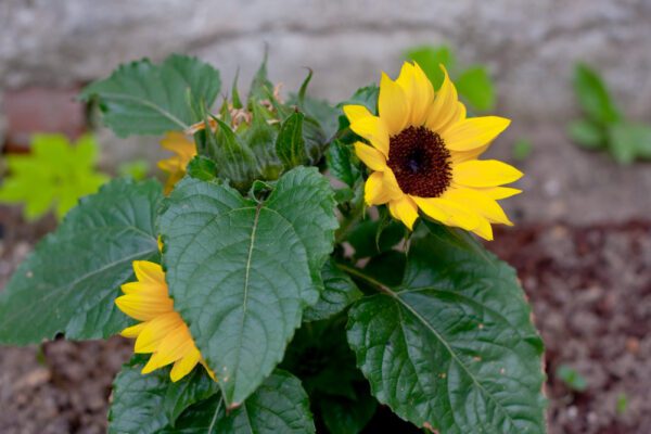 Sunflower - Image 4