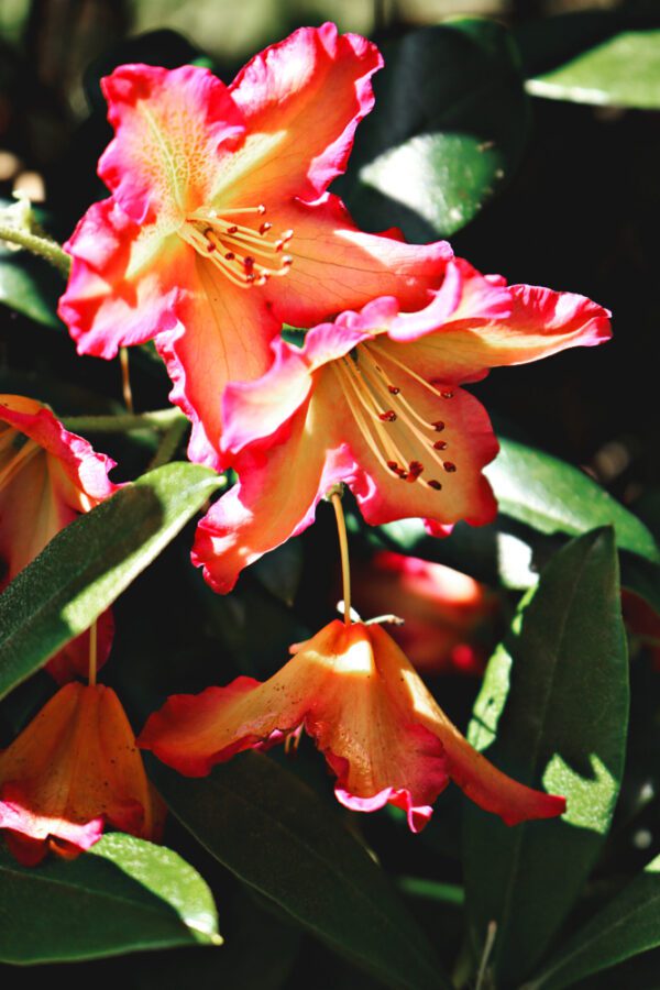Canna Lily - Image 2