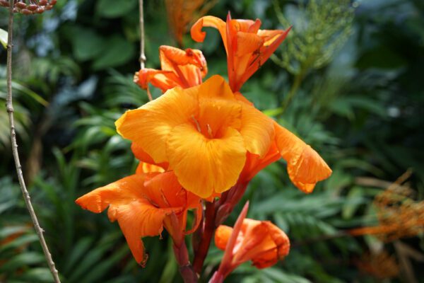 Canna Lily - Image 3