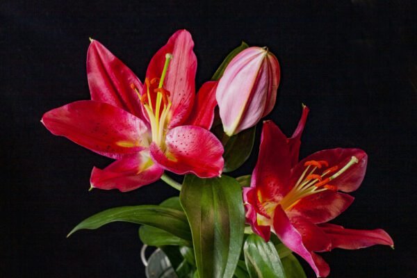 Canna Lily