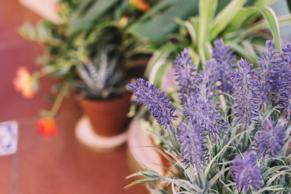 Lavender