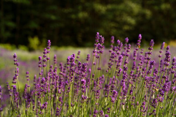 Lavender - Image 3