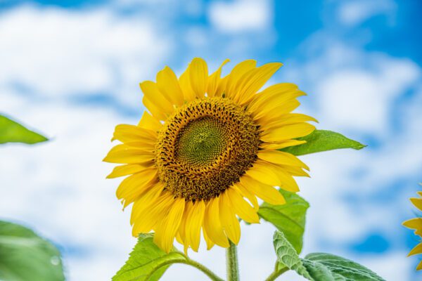Sunflower - Image 3