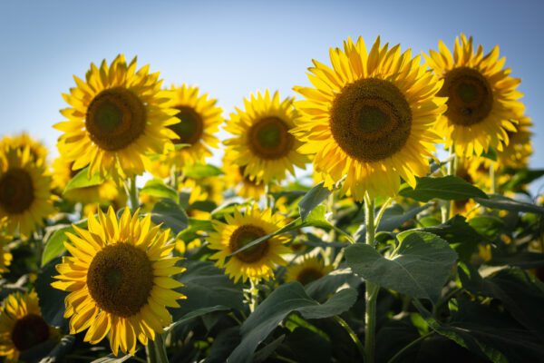 Sunflower - Image 2