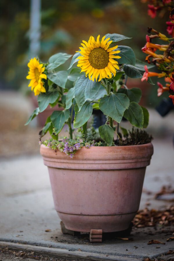 Sunflower